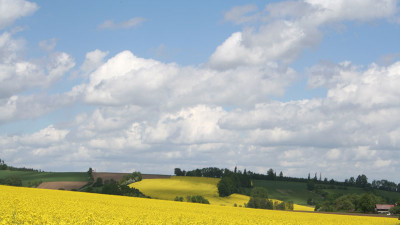 Rapsfeld-6.jpg