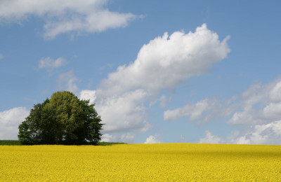 Rapsfeld-7.jpg