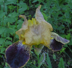 unbekannte_Iris_1_2_1.jpg