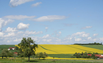 Rapsfeld-9.jpg
