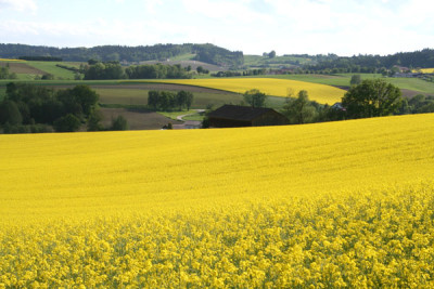 Rapsfeld-11.jpg