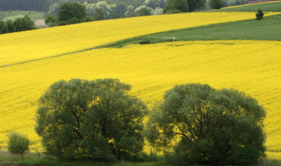 Rapsfeld-13.jpg