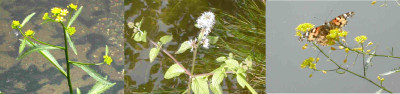 3_x_Wasserpflsanzen.jpg