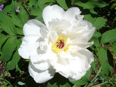 P._suffruticosa_Hakugan.JPG