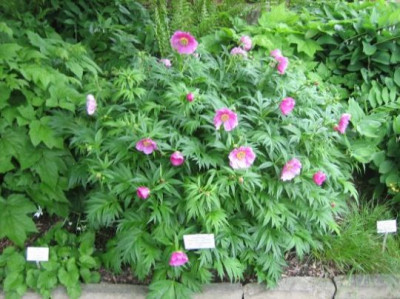 Paeonia_veitchii_var._woodwardii_04982.jpg