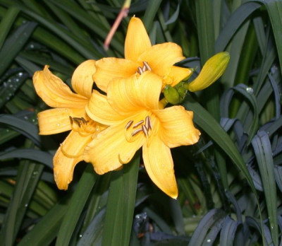 H._middendorffii2frgl003.jpg
