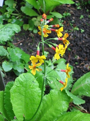 Primula_chungensis_05731.jpg