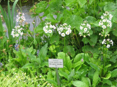 Primula_japonica_Alba_05461.jpg