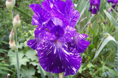 000_0970__Iris_Batik.jpg