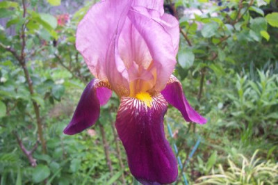 000_0971_Baumarktiris_rosa_und_weinrot.jpg