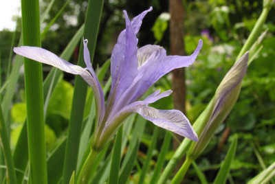Iris_lactea_f.jpg