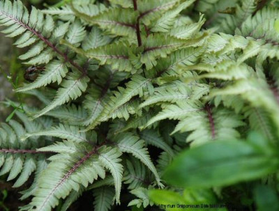 Athyrium_niponicum_Metallicum_Cristatum_06.jpg