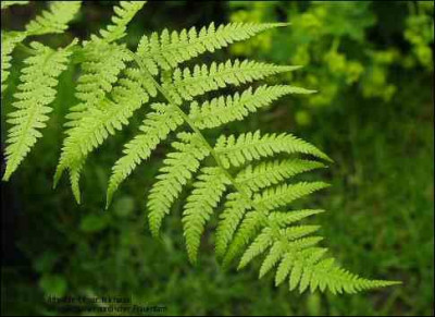 Athyrium_f.f.var._michauxii.jpg