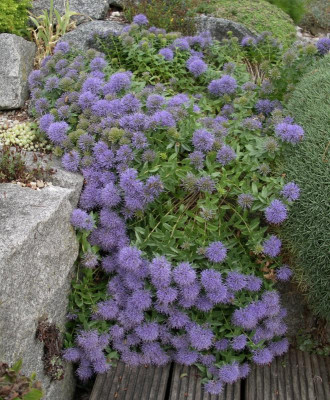 Trachelium jacquinii ssp. rumelianum 15.07.15.JPG