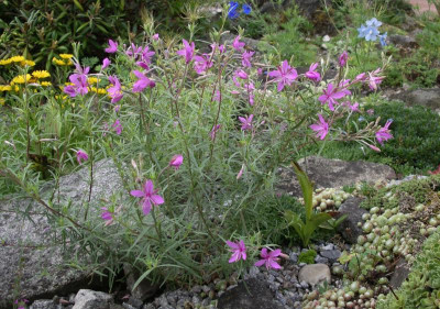 Epilobium fleischeri 15.07.15.JPG