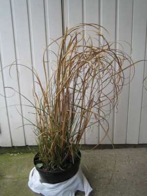 Gras_06_05-20.jpg