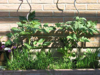 tomaten_unter_kuechenfenster_1.jpg