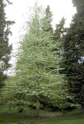 77Pyrus_bretschneideri1.jpg
