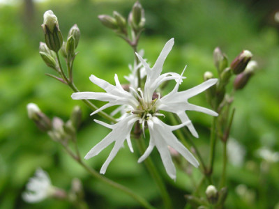 Lychnis_flos_cuculi_White_Robin_k.jpg