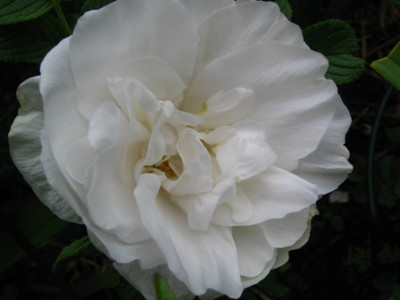 Blanc_double_de_Coubert.jpg