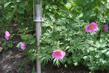 Paeonia_veitchii_in_Bedrangnis.jpg