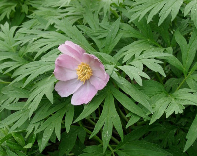 05200008_ePaeonia_anomala.JPG