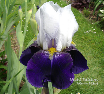 Imgp5954-Night-Edition.jpg