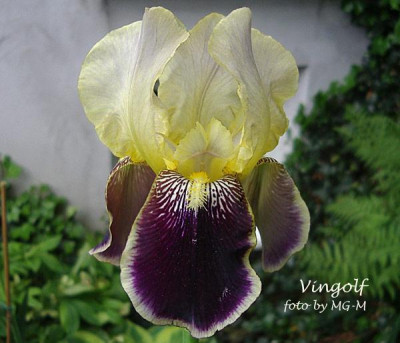 Imgp5961-Vingolf.jpg