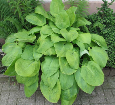 HOSTA_III.jpg