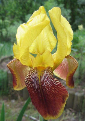 Iris_barbata_braun_gelb_20060521.jpg