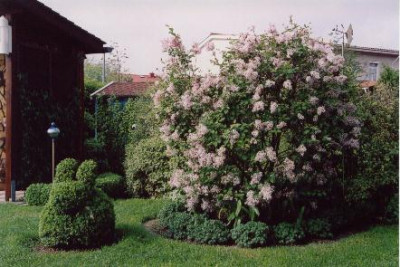 Syringa.JPG