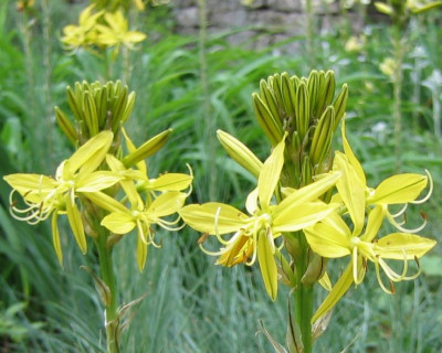 Asphodelus_lueta_20060521.jpg