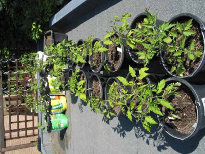 tomaten_auf_garage_2.jpg