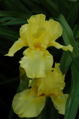 2006H434_Large.JPG