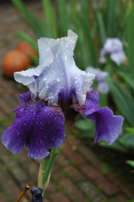 2006H402_Large.JPG
