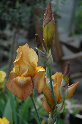 2006H413_Large.JPG