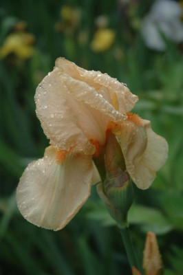 2006H412_Large.JPG