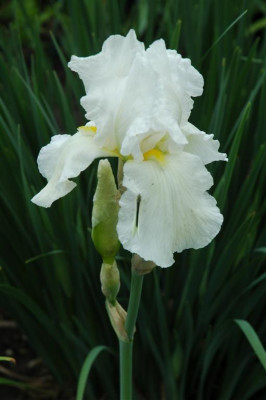 2006H415_Large.JPG
