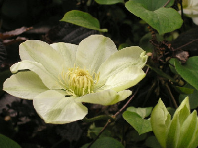 Clematis-Guernsey-Cream.jpg