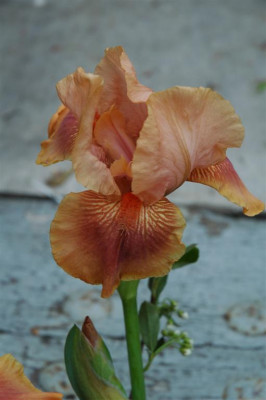 2006H439_Large.JPG