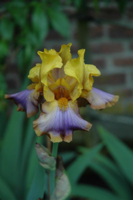 2006H441_Large.JPG