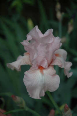 2006H442_Large.JPG