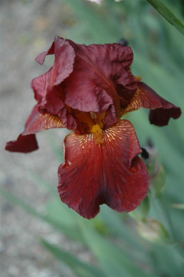 2006H444_Large.JPG