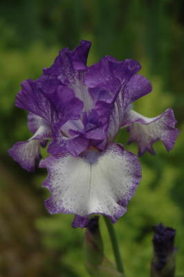 2006H445_Large.JPG