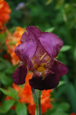 2006H448_Large.JPG