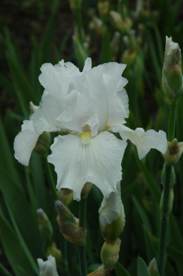 2006H419_Large.JPG
