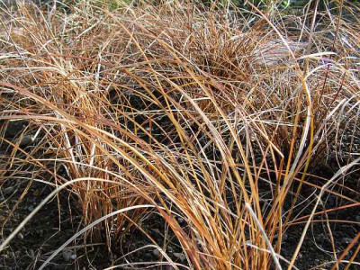 carex_buch.jpg