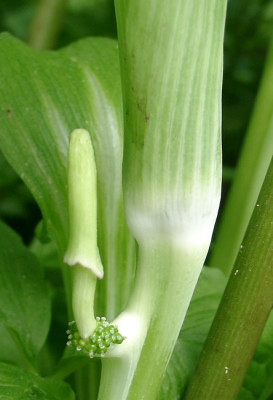 05200005_eArisaema_amurense_Bluetenanomalie.JPG