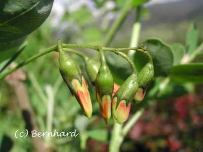 colutea_arborescens_1.jpg