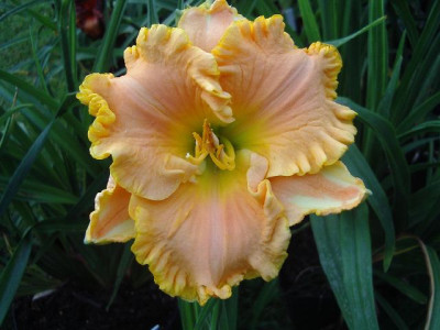 1-14 P1817.JPG
